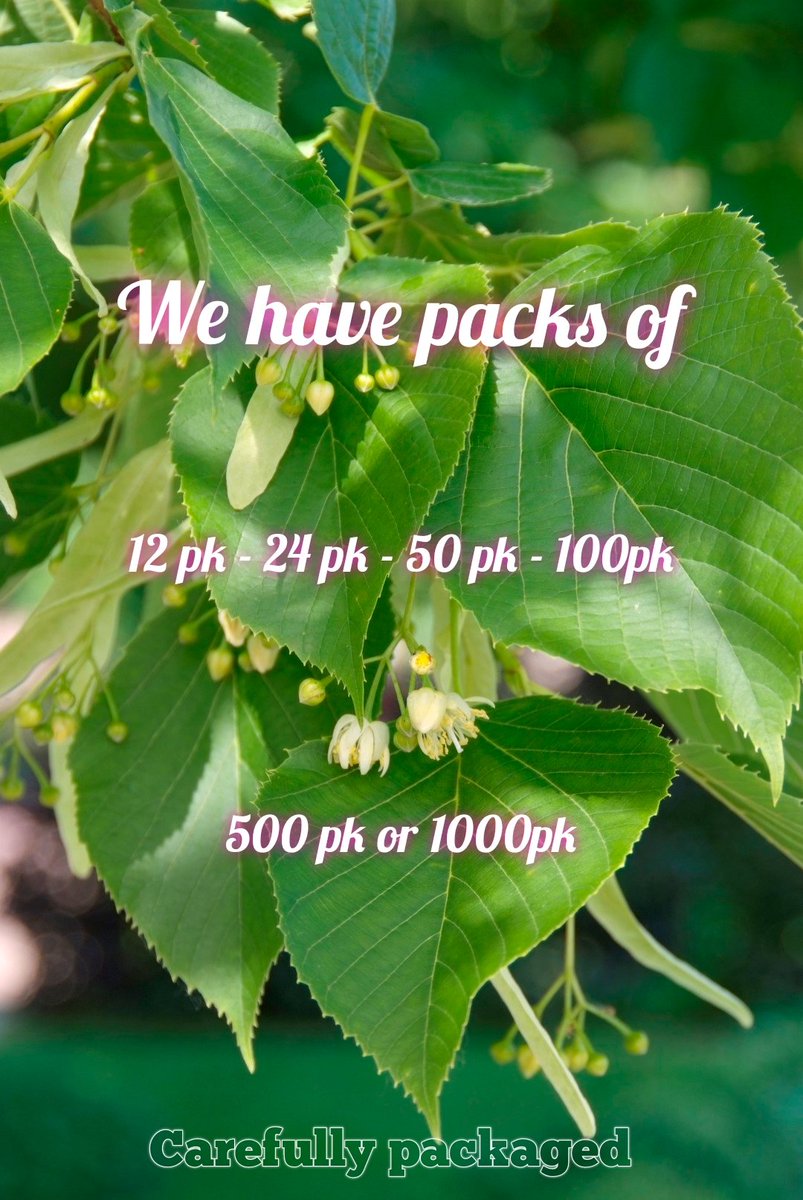 ArtisticVibes2's tweet photo. ๐บ๐ฒ
Planting back. We use wood for our products. We plant plant trees too.
Giving back to nature what we've used plus!
We have Tilia Americana, Bee Tree, Linden, Basswood seeds in our store!
You can give back too! See our store link in my bio.
#linden #seeds #Trees #beetree https://t.co/nRBWNFUW79