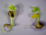cecarnicom's tweet photo. Bean Growth Report
https://t.co/SKpewceYkH https://t.co/7UiHGLmQIt