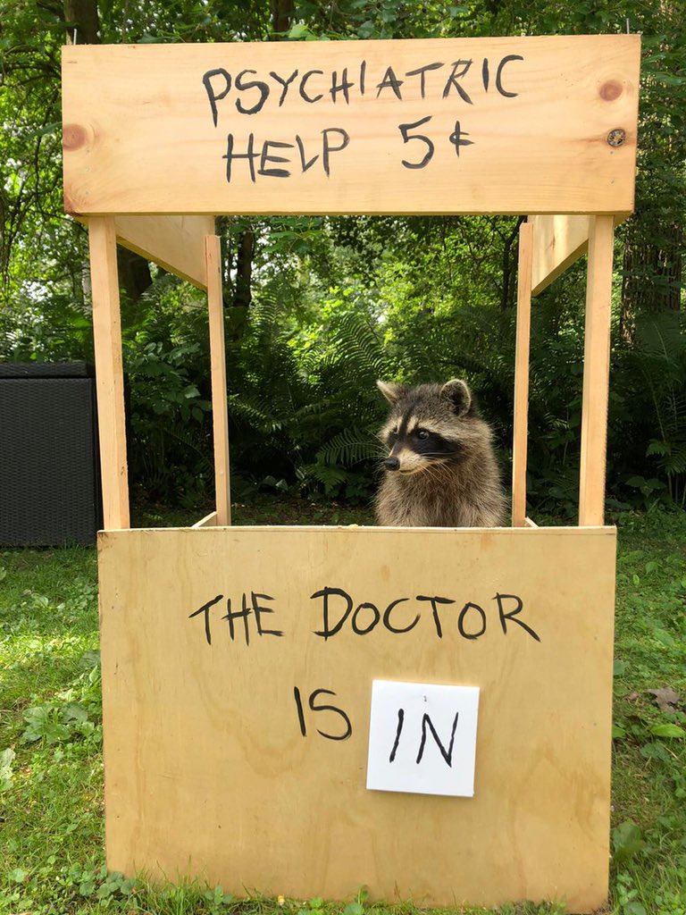 Raccoons Hourly tweet media