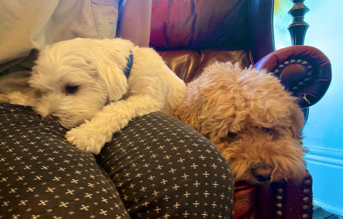 little curly boys