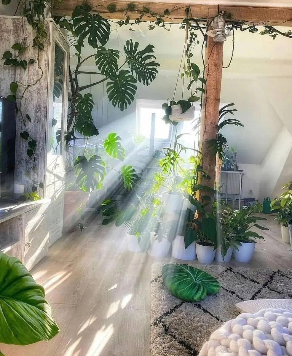 Light shines through the jungle 🌿