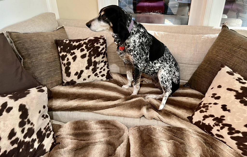 ambailey411's tweet photo. Luigi: Listen. Here’s the plan. I’ll go give mom ‘the face’. She’ll give me a treat for no reason then come in here and give you one to be fair. Stay put. I’ve got this.
Lucy: Got it. I’ll be here.
*seconds later the plan goes into effect with Lucy watching. #theyruntheshow https://t.co/cZFZRDEdYC