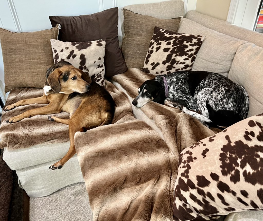 ambailey411's tweet photo. Luigi: Listen. Here’s the plan. I’ll go give mom ‘the face’. She’ll give me a treat for no reason then come in here and give you one to be fair. Stay put. I’ve got this.
Lucy: Got it. I’ll be here.
*seconds later the plan goes into effect with Lucy watching. #theyruntheshow https://t.co/cZFZRDEdYC