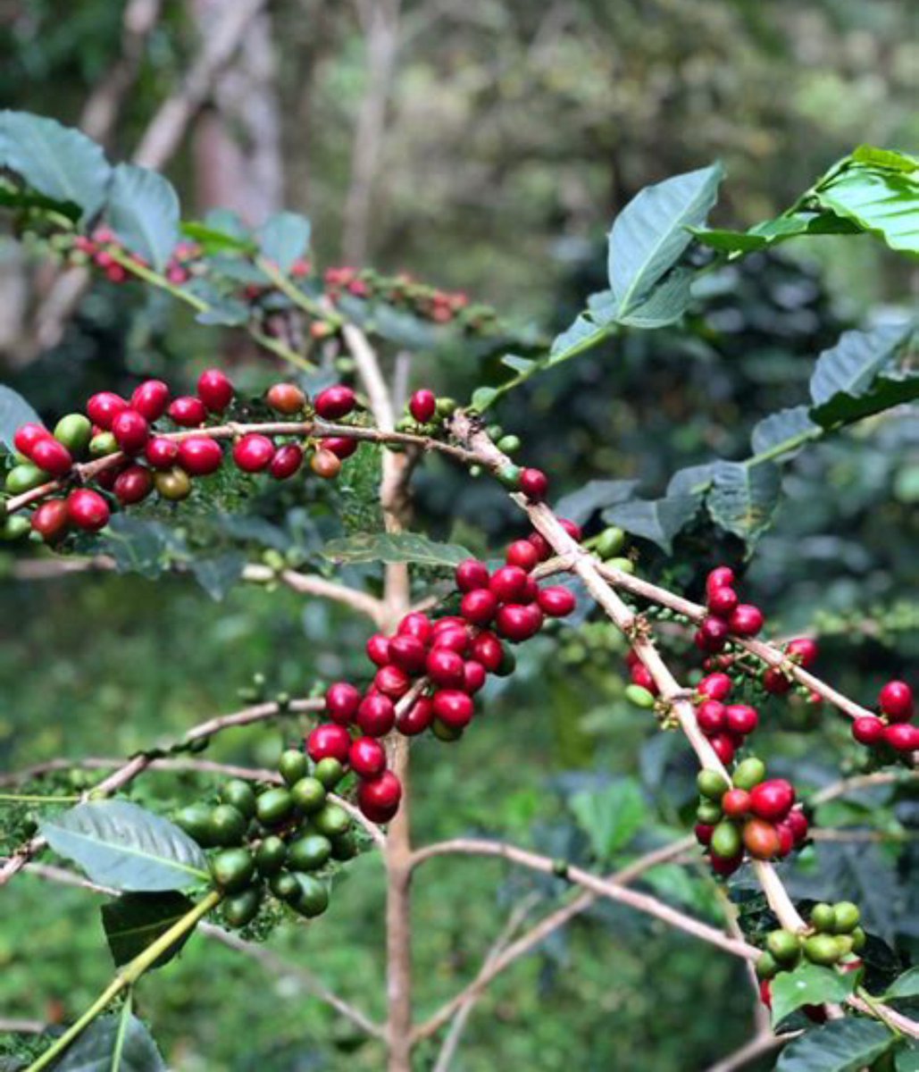 Floridamangos's tweet photo. Barichara, one of the country’s most beautiful and best-preserved heritage towns in Colombia. Just few minutes from town Lyndon Carvajal a forestry expert is growing coffee in the middle of a dry tropical forest preserving native species and birds. #coffee #colombia https://t.co/JxI8hOJf99