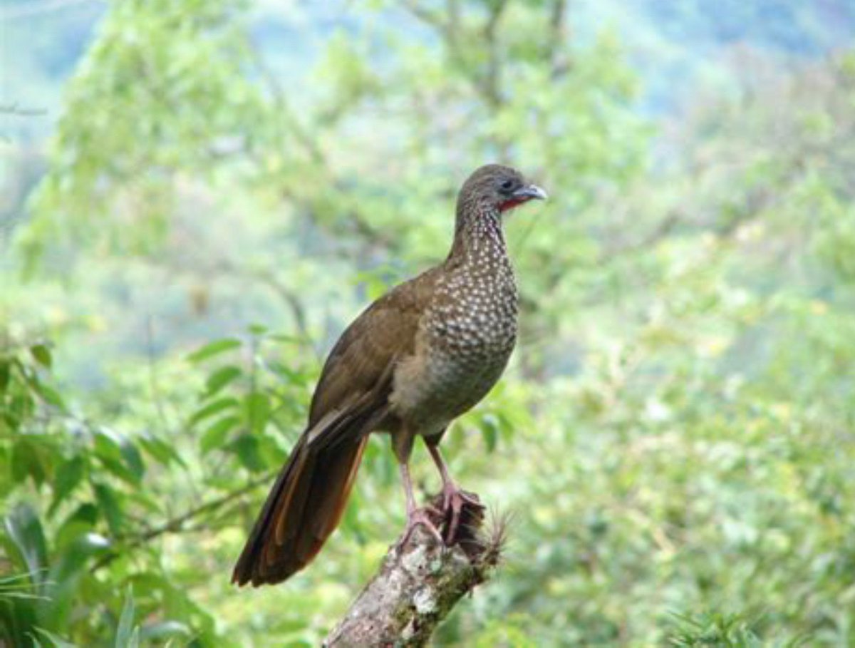 Floridamangos's tweet photo. Barichara, one of the country’s most beautiful and best-preserved heritage towns in Colombia. Just few minutes from town Lyndon Carvajal a forestry expert is growing coffee in the middle of a dry tropical forest preserving native species and birds. #coffee #colombia https://t.co/JxI8hOJf99