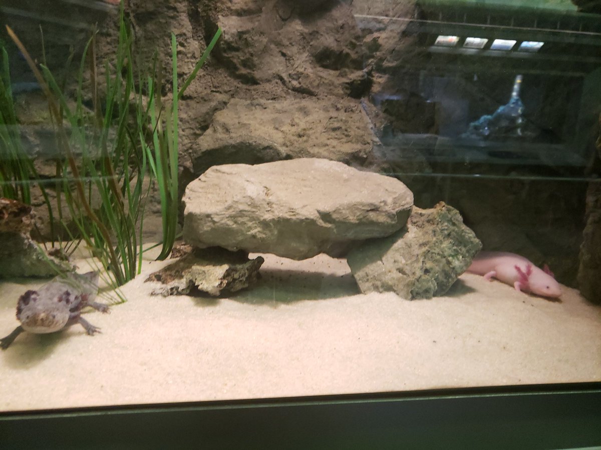 ArtOfBlart's tweet photo. Visited an aquarium/conservatory yesterday in Detroit,
Relaxing afternoon with all the animals chilling
カメ!
Tako's name was Woodward
Couldnt find any blue ウパ
#Takogram https://t.co/Eal3zhwzLy