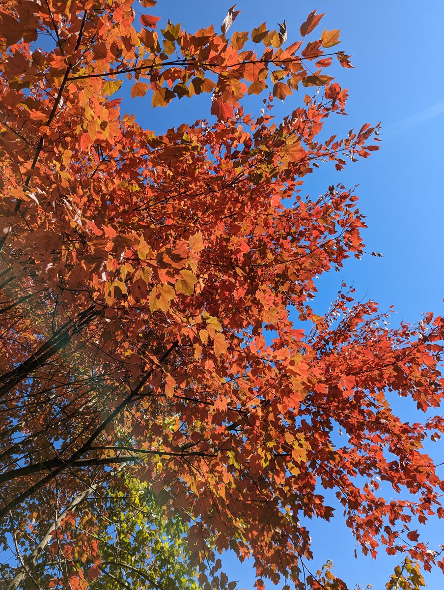 halophile13's tweet photo. Okay LOOK OUT because it is apparently time for AUTUMNAL BEAUTY https://t.co/Y6K4XXLXEO
