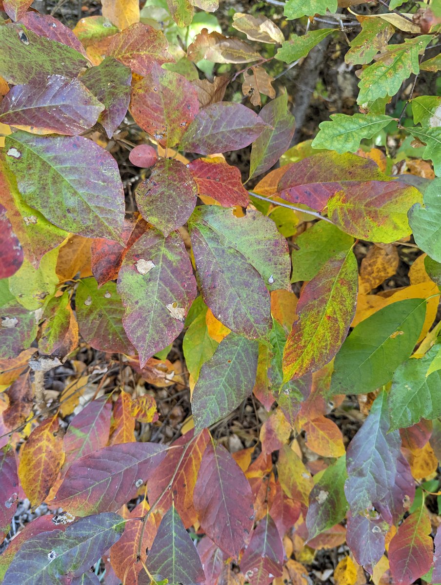 halophile13's tweet photo. Okay LOOK OUT because it is apparently time for AUTUMNAL BEAUTY https://t.co/Y6K4XXLXEO