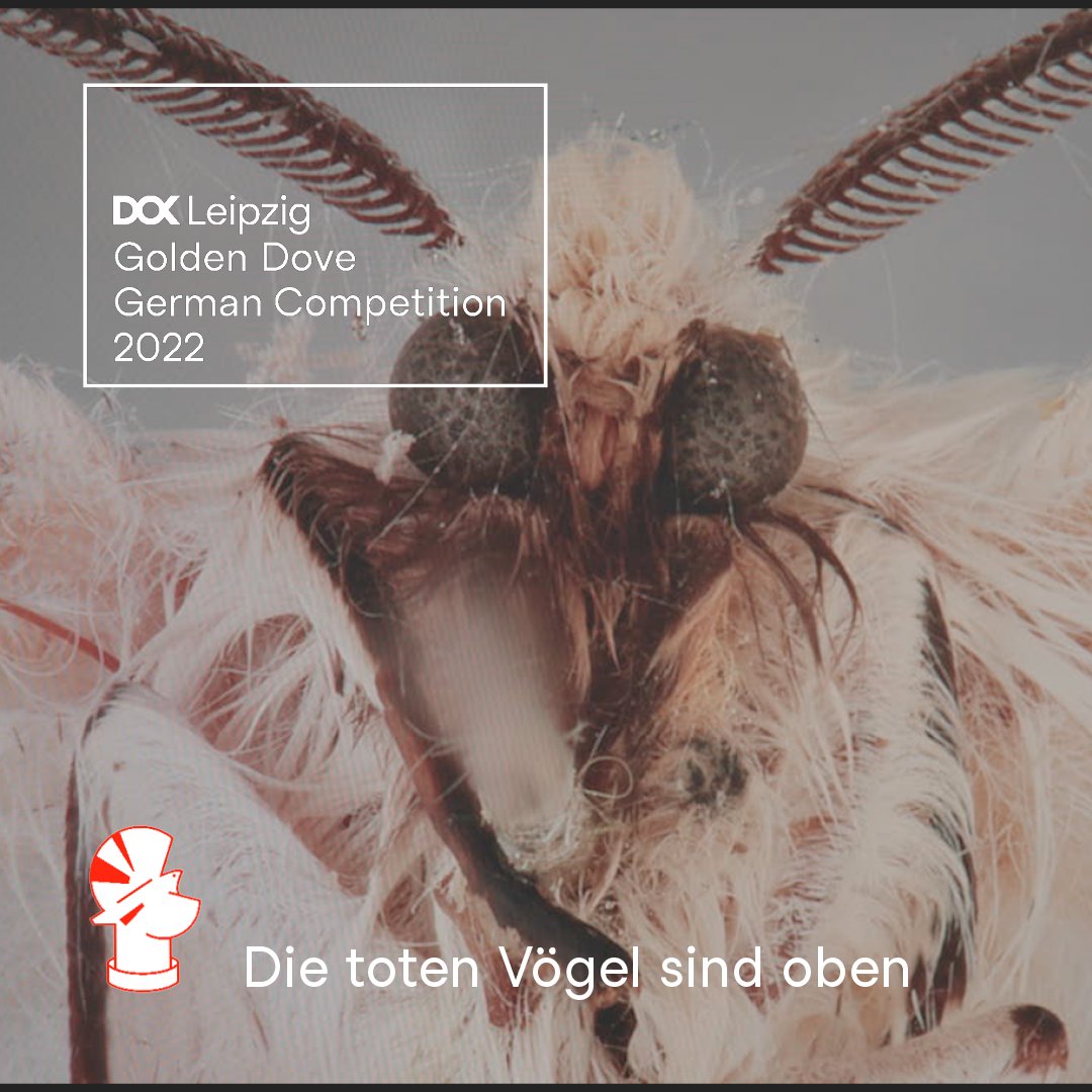 DOK_Leipzig's tweet photo. Are you ready for the Golden Dove of the German Competition? It goes to "Death Birds Flying High"! 

Such great work, Sönje Storm, we heard the jury describe your films as breathtaking, exciting and impressive. Wow🥰 https://t.co/lppeU5SCo2