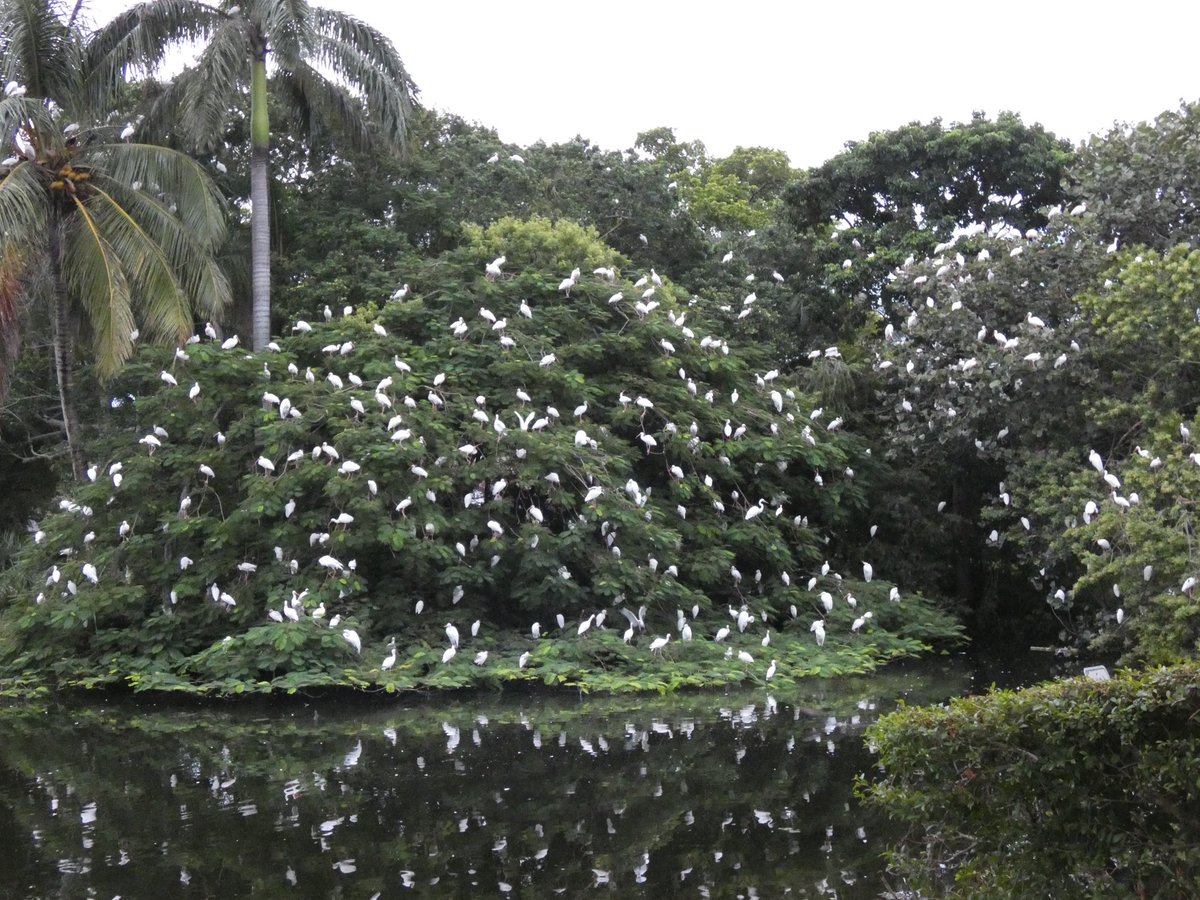 abigailinqueens's tweet photo. It’s a bird… it’s a tree… it’s a bird tree! Great egrets, snowy egrets, cattle egrets, tricolored herons, little blue herons, and white ibis filled the tees and within eyeshot, there were osprey and black-crowned night herons and feral Muscovy ducks. #boyntonbeach @BirdQueens https://t.co/nfr1jyl8cI