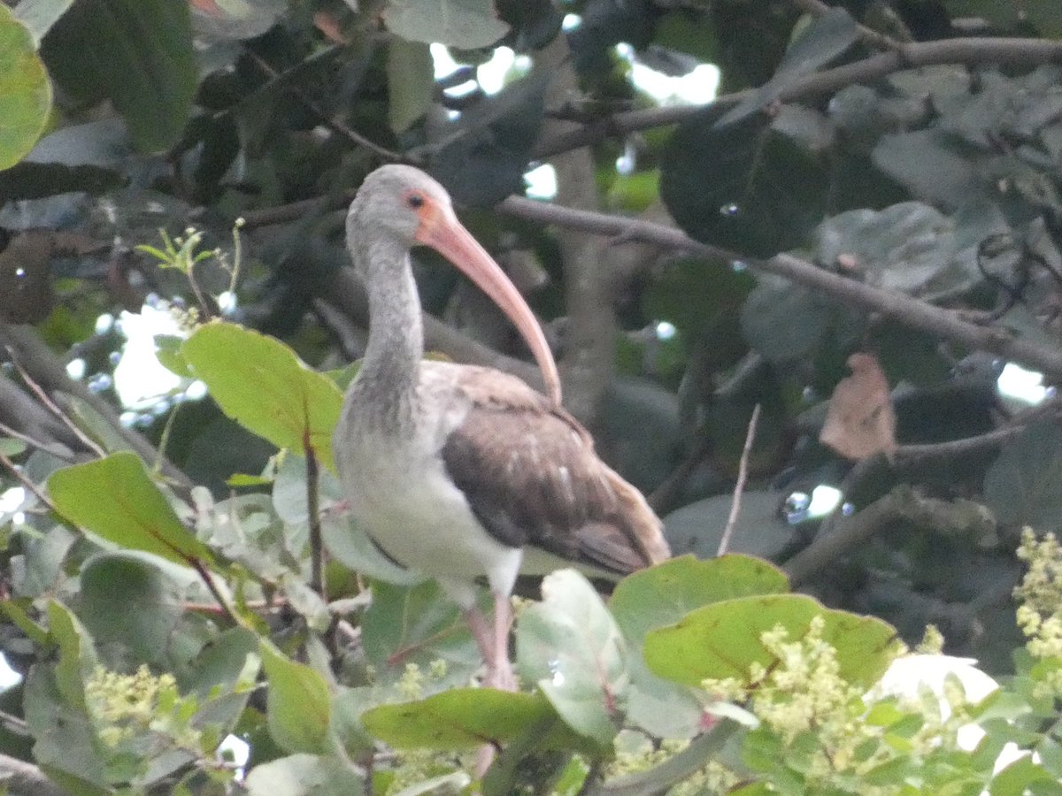abigailinqueens's tweet photo. It’s a bird… it’s a tree… it’s a bird tree! Great egrets, snowy egrets, cattle egrets, tricolored herons, little blue herons, and white ibis filled the tees and within eyeshot, there were osprey and black-crowned night herons and feral Muscovy ducks. #boyntonbeach @BirdQueens https://t.co/nfr1jyl8cI