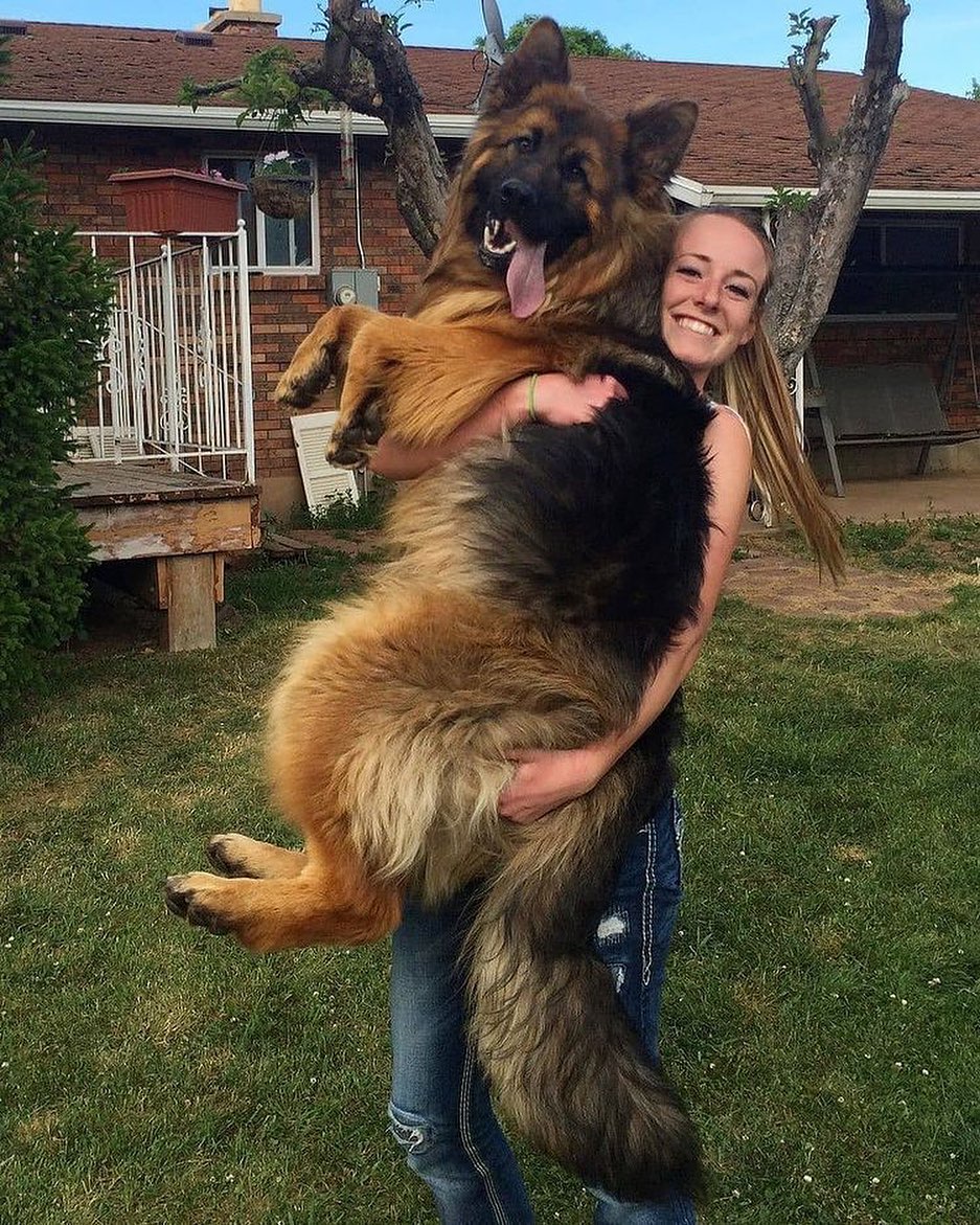 So cute german shepherd 🐕🐕