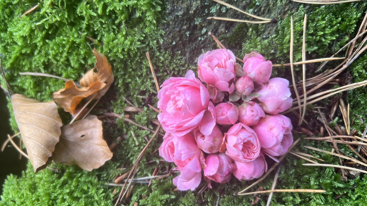 IkaKarl's tweet photo. self-deception -
someone arranged rosebuds
to cheat death
#haiku #haiga #photohaiku #fallhaiku #micropoetry #writelikeissa https://t.co/GdzXoM2MOd