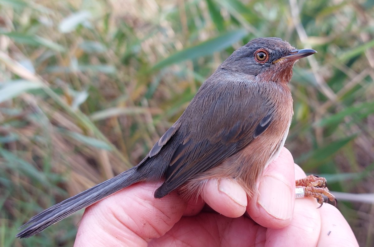 LittleseaObs's tweet photo. A reasonable day in Littlesea area today with Cetti's Warbler, Reed Warbler, Dartford Warbler (3rd for month) and Reed Bunting (100th for month) ringed.  Got home to find Ring Ouzel in garden.  Sadly dipped on Fred's GWE even though it probably flew straight over my head. https://t.co/nzEBED1BPv