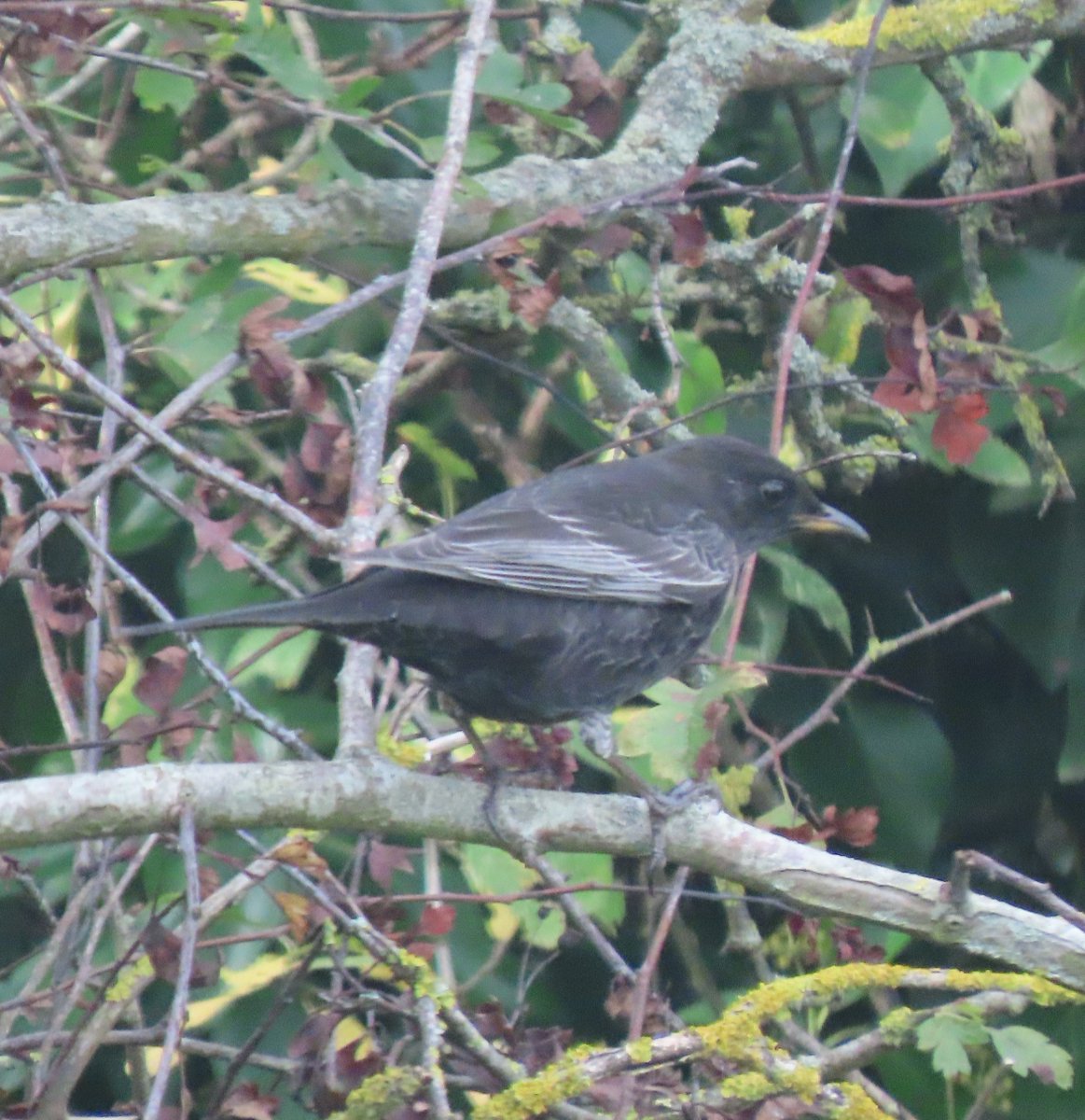 LittleseaObs's tweet photo. A reasonable day in Littlesea area today with Cetti's Warbler, Reed Warbler, Dartford Warbler (3rd for month) and Reed Bunting (100th for month) ringed.  Got home to find Ring Ouzel in garden.  Sadly dipped on Fred's GWE even though it probably flew straight over my head. https://t.co/nzEBED1BPv