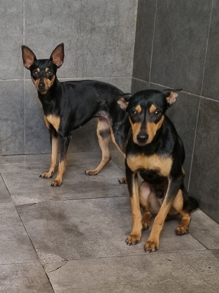 Un vecino de La Nucía encontró ayer en la rotonda 3 estos 2 perritos pincher, son macho y hembra sin chip 
Si alguien los conoce que nos avise por favor.