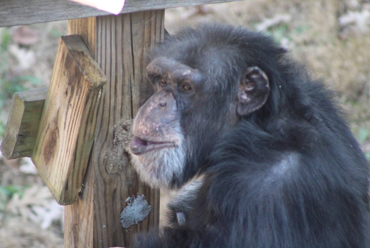 projectchimps's tweet photo. Happy 20th birthday to #CollinChimp. Collin is one of four males in his group at Harmony. He enjoys making his rounds in the habitat. There are many times that he will take one more lap around the habitat when we are trying to get everyone back inside for dinner. #HAPPYBIRTHDAY https://t.co/PoedjTg3fb