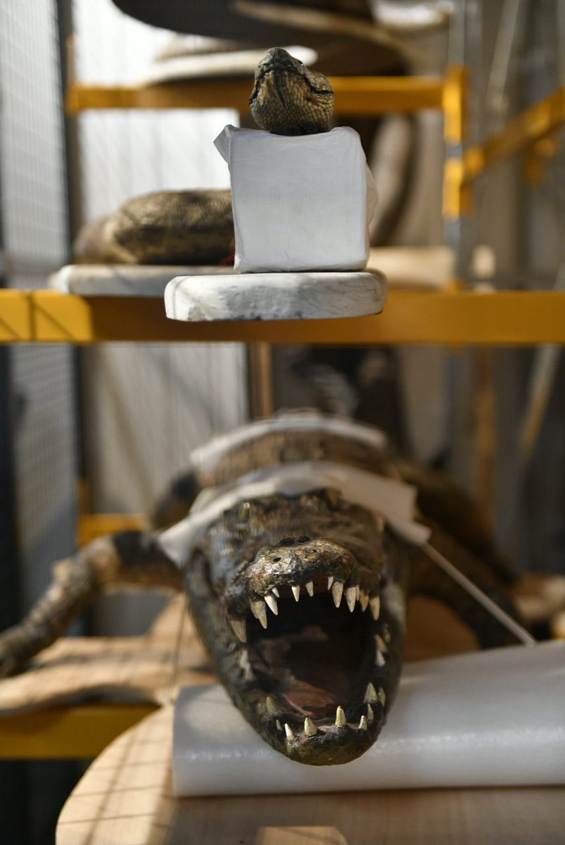 🎂Joyeux anniversaire au Musée d’histoire naturelle de #Lille 🎉
Pour fêter les 200 ans du <a href="/MHNLille/">Muséum de Lille</a>, aujourd’hui, en plus de l’expo sur les réserves du musée, ce fut une journée festive : ateliers, maquillage, et un gros gâteau !