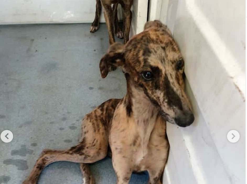 Feliz Noche a casi tod@s 😥
NO HAY ANIMALES DE 1ª Y DE 2ª SON SERES SINTIENTES 
NO VAMOS A PARAR, POR ELLOS
NOS NECESITAN
<a href="/sanchezcastejon/">Pedro Sánchez</a>
<a href="/gpscongreso/">PSOE Congreso</a>
#MismosPerrosMismaLey