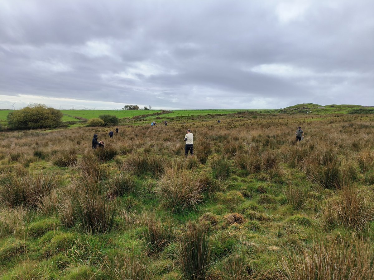 LynEvans2's tweet photo. @BridgendCollege Conservation Volunteers today teamed up with @INCCymru to restore marshy grassland at Caerlan Farm near Tonyrefail. We planted over 1400 Devil's Bit Scabious plugs, grown by @HBridgend from seed harvested less than 10 kilometres away. A very exciting project. https://t.co/NW91yv3MtG