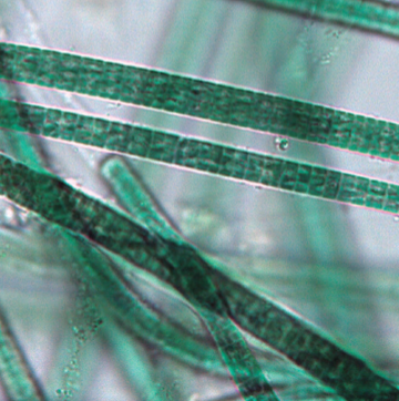 leao_lab's tweet photo. We still know very little about cyanobacteria π¦ from subtidal π€Ώ habitats. Get to know the new genera Zarconia and Romeriopsis here!
https://t.co/OPuYnSdwnX https://t.co/9o0VsMLGoO