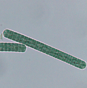 leao_lab's tweet photo. We still know very little about cyanobacteria π¦ from subtidal π€Ώ habitats. Get to know the new genera Zarconia and Romeriopsis here!
https://t.co/OPuYnSdwnX https://t.co/9o0VsMLGoO