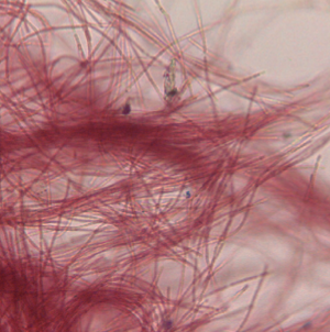leao_lab's tweet photo. We still know very little about cyanobacteria π¦ from subtidal π€Ώ habitats. Get to know the new genera Zarconia and Romeriopsis here!
https://t.co/OPuYnSdwnX https://t.co/9o0VsMLGoO
