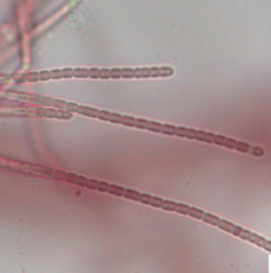 leao_lab's tweet photo. We still know very little about cyanobacteria π¦ from subtidal π€Ώ habitats. Get to know the new genera Zarconia and Romeriopsis here!
https://t.co/OPuYnSdwnX https://t.co/9o0VsMLGoO