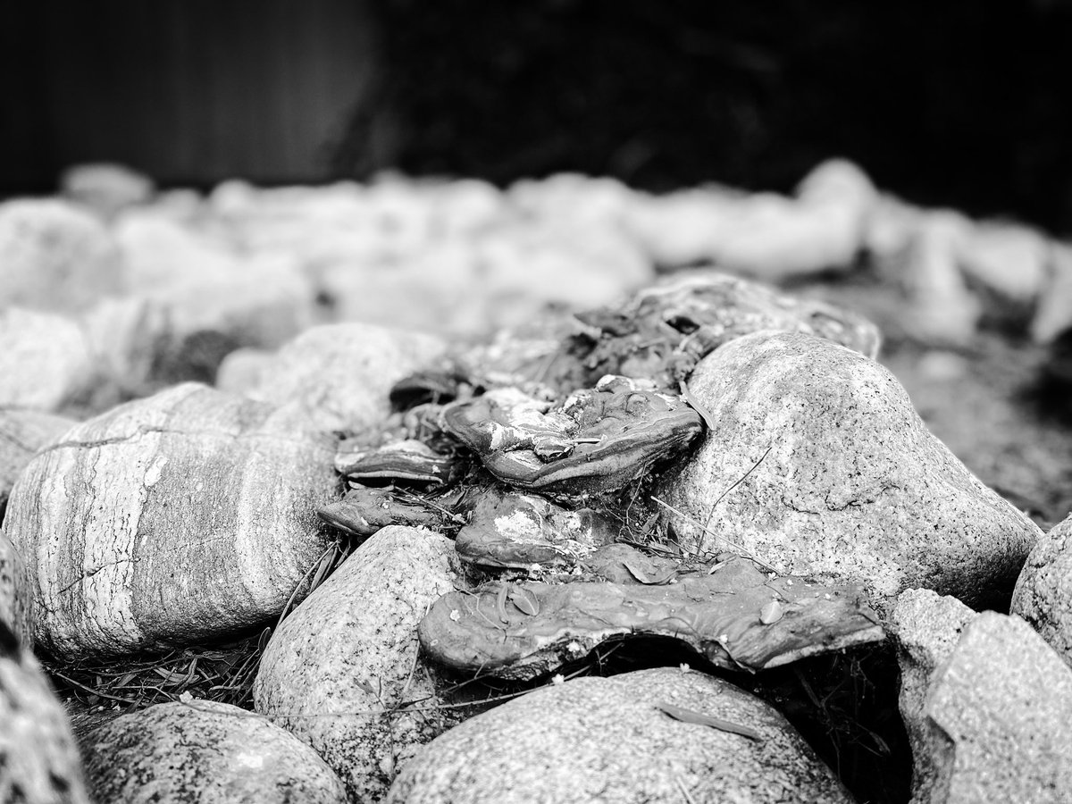 steiner's tweet photo. Mushroom Rock https://t.co/ghtKKLGAnv