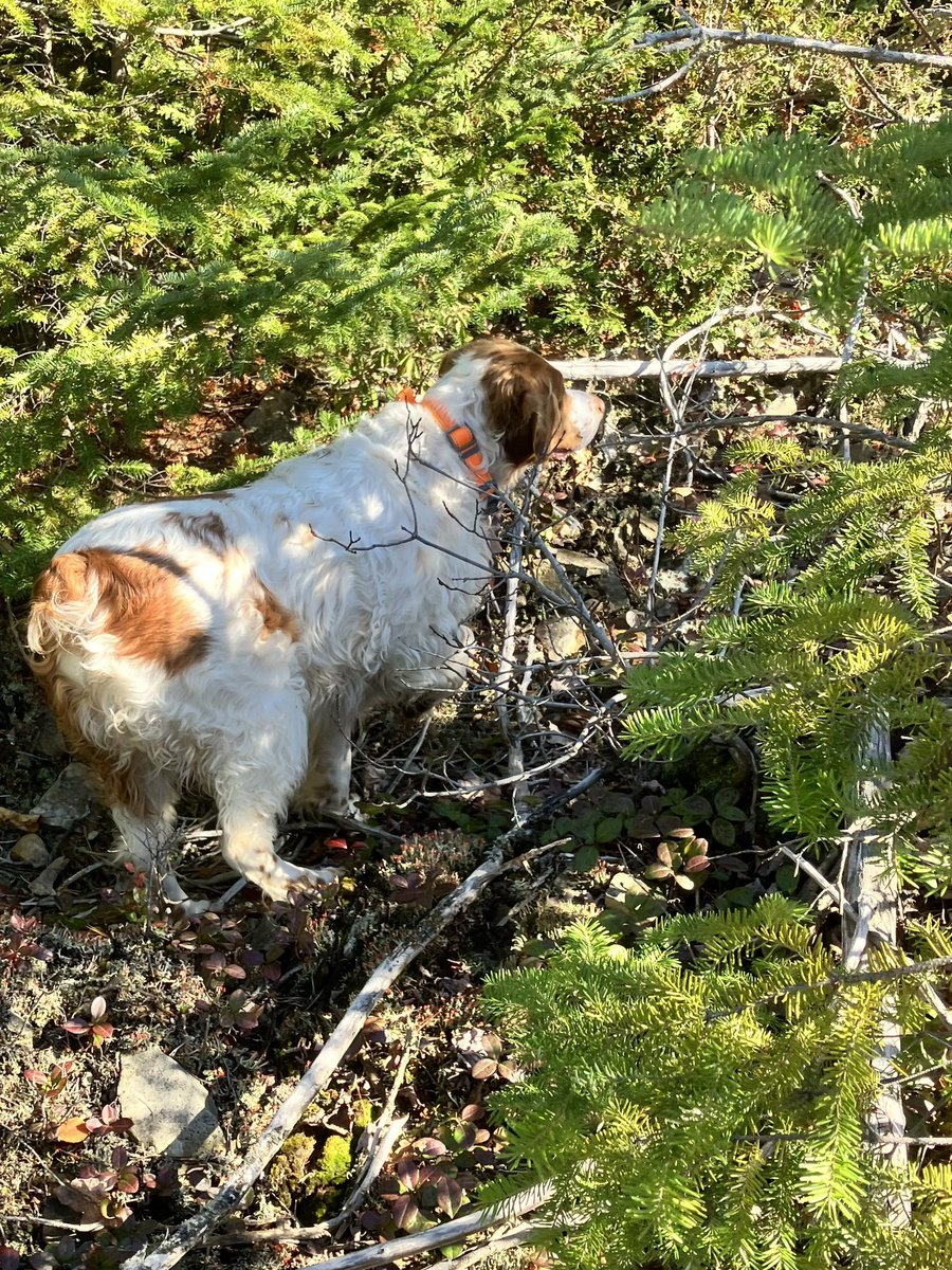 Dezisull's tweet photo. Been a good day so far. #pointingdog. https://t.co/07rQq7tUBd