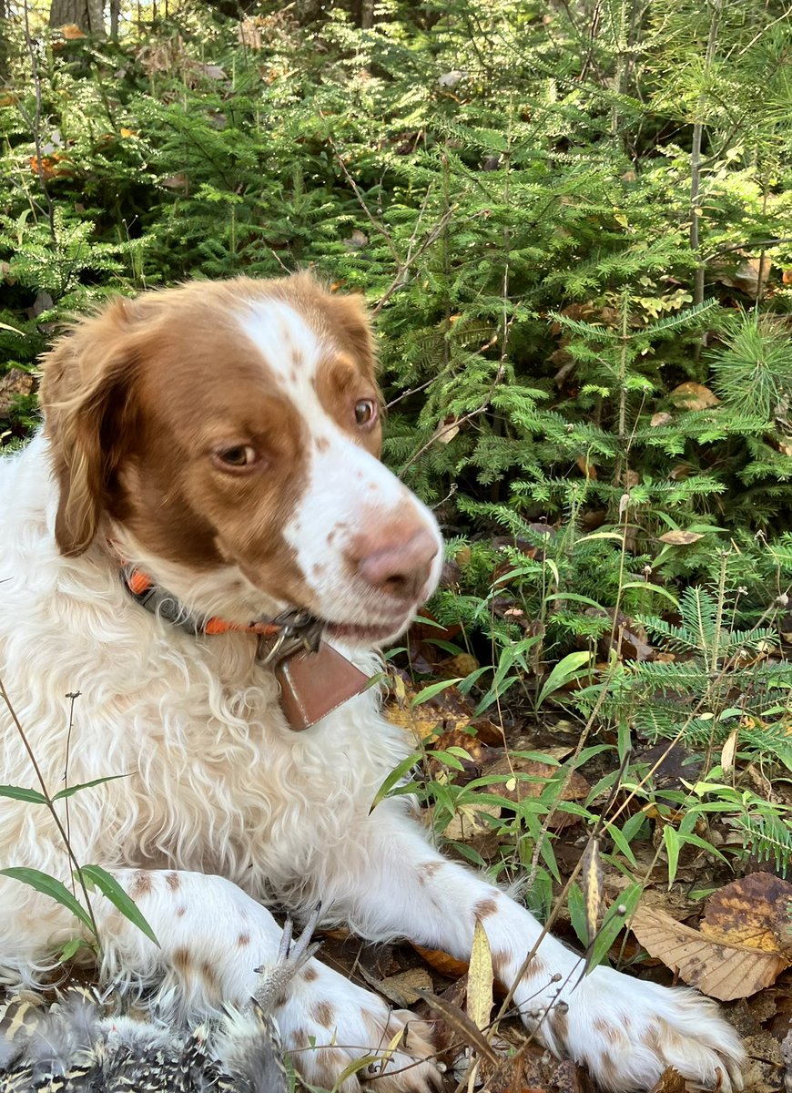 Dezisull's tweet photo. Been a good day so far. #pointingdog. https://t.co/07rQq7tUBd
