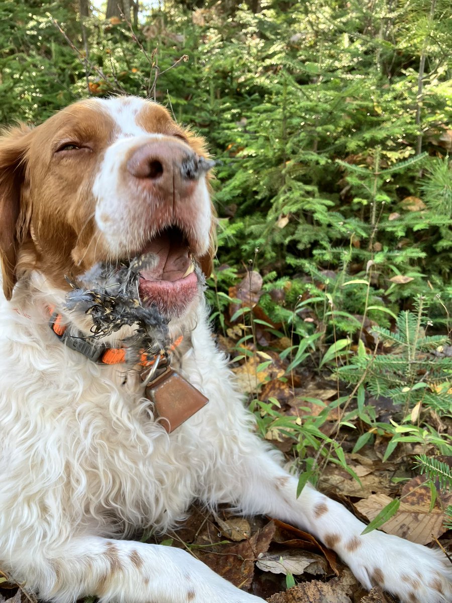 Dezisull's tweet photo. Been a good day so far. #pointingdog. https://t.co/07rQq7tUBd
