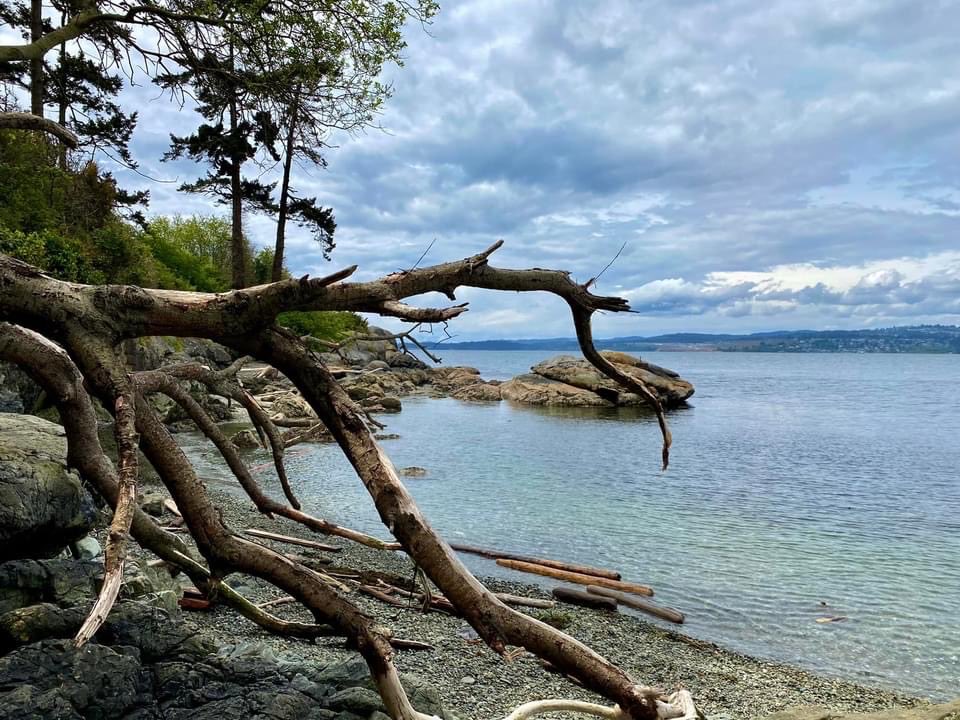 Fallen beach beauty #FallenTree #beach #ocean #nature #saxepoint