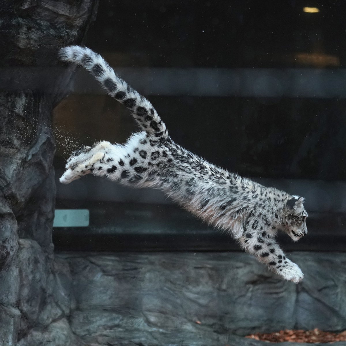 雨でも元気に走り回ったりジャンプする子ども。 #ユキヒョウ #大森山動物園 #snowleopard