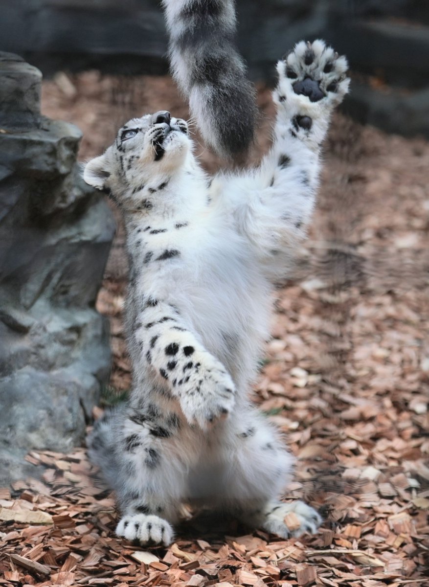 目の前に太いふわふわ毛があったら触りたくなるよね。 #ユキヒョウ #大森山動物園 #snowleopard