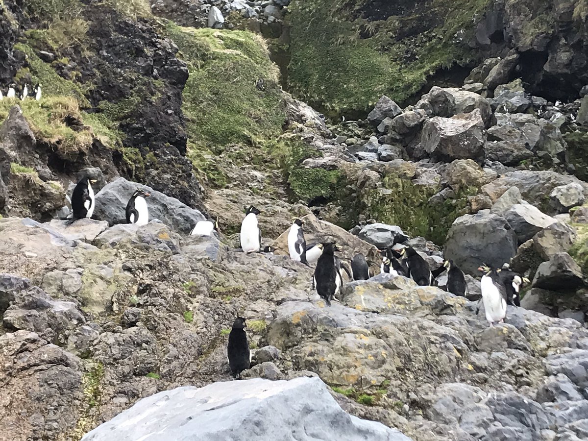 Penguin counting an important part of monitoring the population on the Tristan archipelago. 668 in this colony but the team split to try to count as many as possible with the good weather. <a href="/NatureTristan/">Tristan Nature 🐧🏆</a> <a href="/Natures_Voice/">RSPB</a> <a href="/NaturetasticWH/">Henry</a> <a href="/ChrisGPackham/">Chris Packham</a> <a href="/AttenboroughSir/">David Attenborough PARODY</a> <a href="/DefraGovUK/">Defra UK</a>