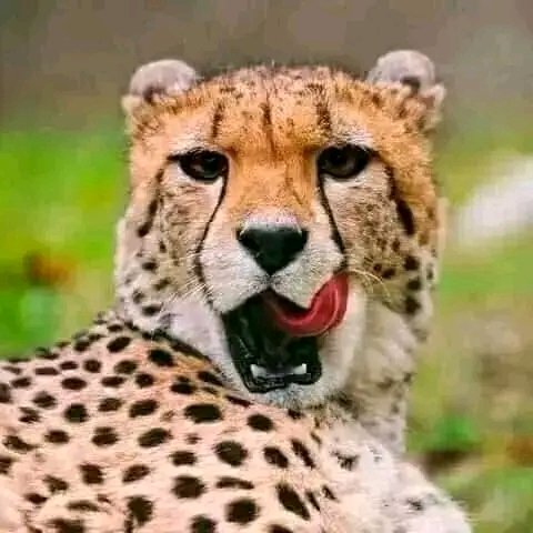 LeeLinduyise's tweet photo. @Kamo94994058 @Ndi_Muvenda_ Saobona https://t.co/9Pht4vlttL