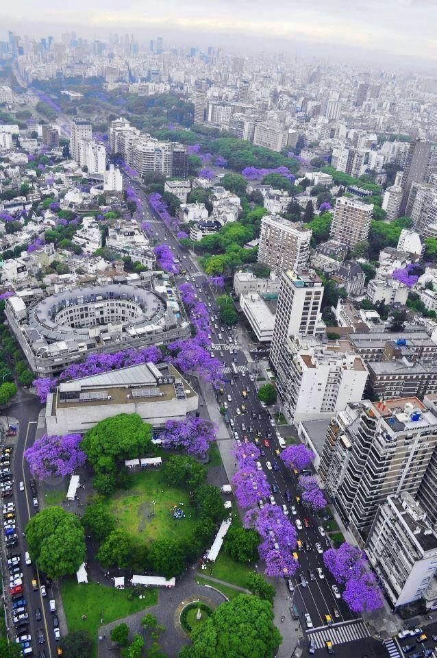 bluesidetrack's tweet photo. no puedo creer que coincida el florecimiento de los jacarandas con la llegada de seokjin 😭😭 ojalá vea la ciudad así de hermosa como la vemos nosotros argentinos #JinEnArgentina #JinXColdplay https://t.co/tcznbIGvts