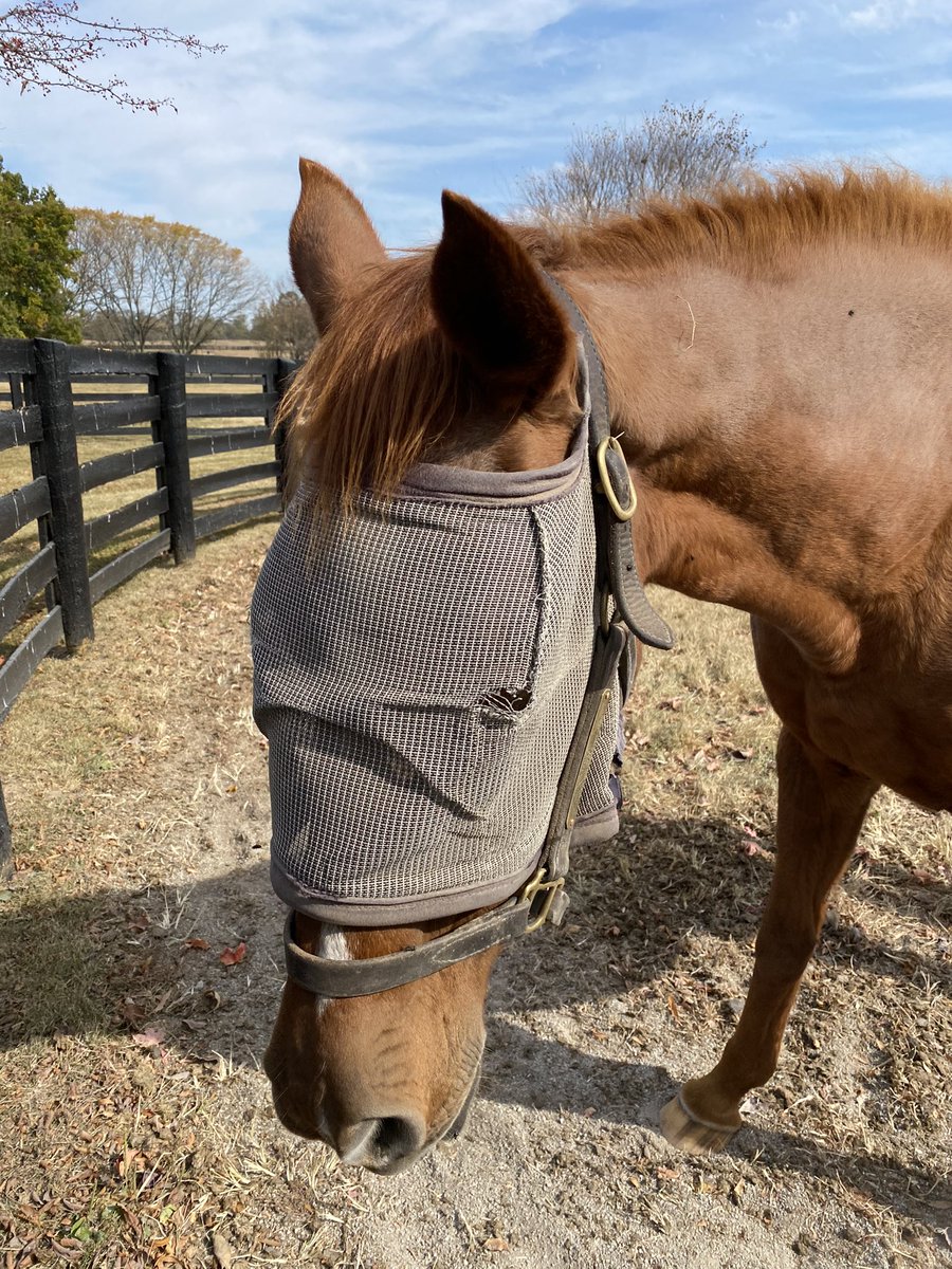 Met the grand old mare Hatoof at Gainsborough today.  Hard to believe she is 33 years old.  I first met her in Chantilly in 1993 on my first ever trip abroad!