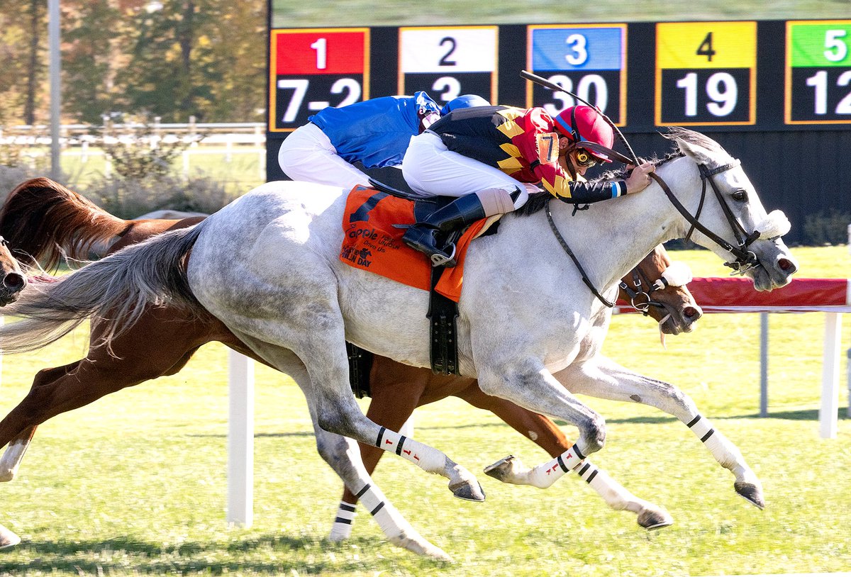 mdhorsemen's tweet photo. Coconut Cake runs down stubborn leader Double Fireball late to take 1 1/8M MD Million Ladies on turf @LaurelPark. 5YO @MarylandTB mare by Bandbox ridden by @SheldonRussell1 for trainer @tlkracing and owners N R S Stable, James Chambers &amp; Avalon Farm. (Jim McCue 📷) https://t.co/1s2Hq6UsYx