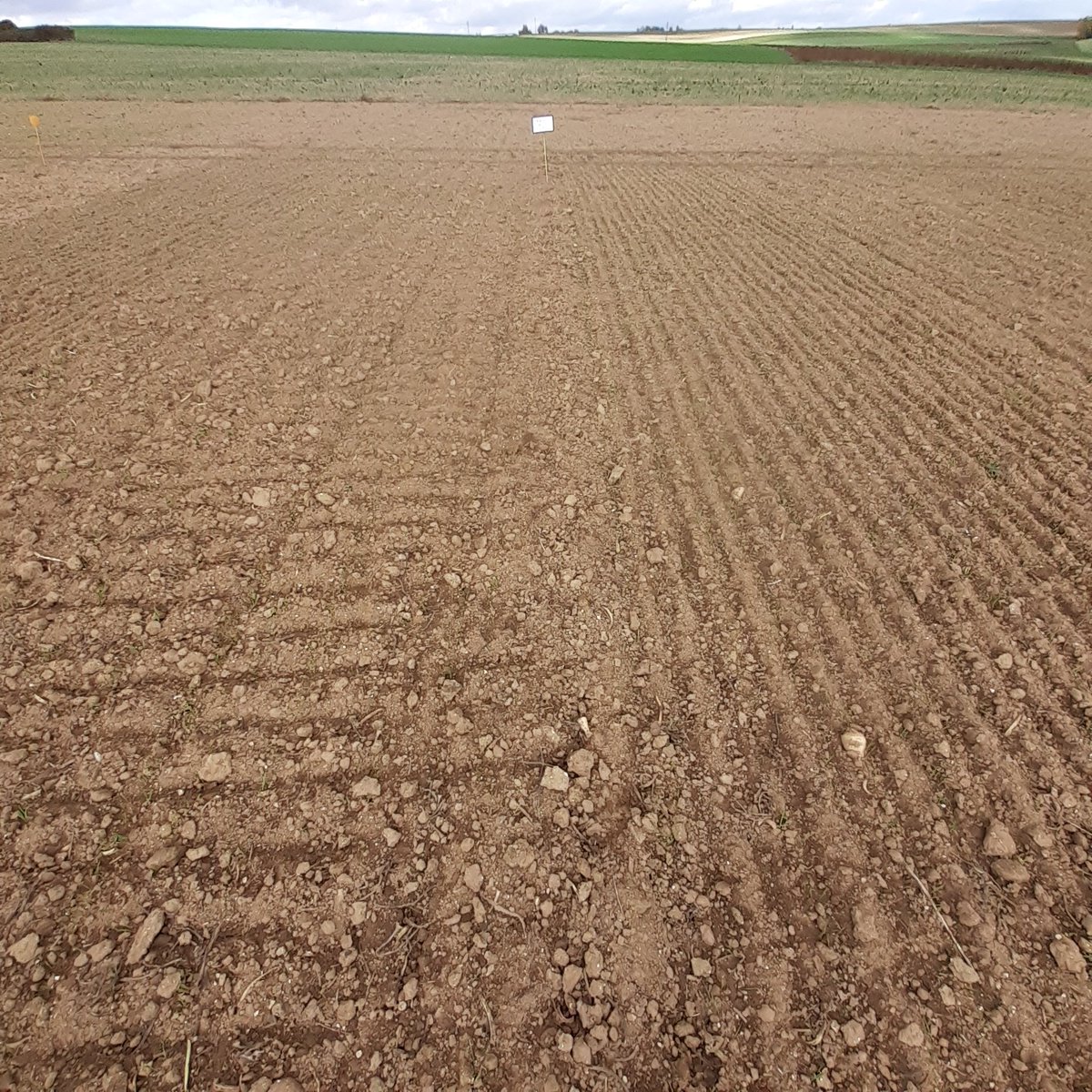 GuyotVincent02's tweet photo. Dans la vitrine de la plate-forme de @Coopceresia , nous avons mis en place un essai comparatif des semoirs :
- #carrierdrill de @VaderstadFrance
- TDrill Hybride de #Guilbart
Et ça avec deux variétés
- @Limagrain #Audace
- #Chevignon de @SaatenUnionFr @AnnabelleBizet . https://t.co/jJJX4dYlqY