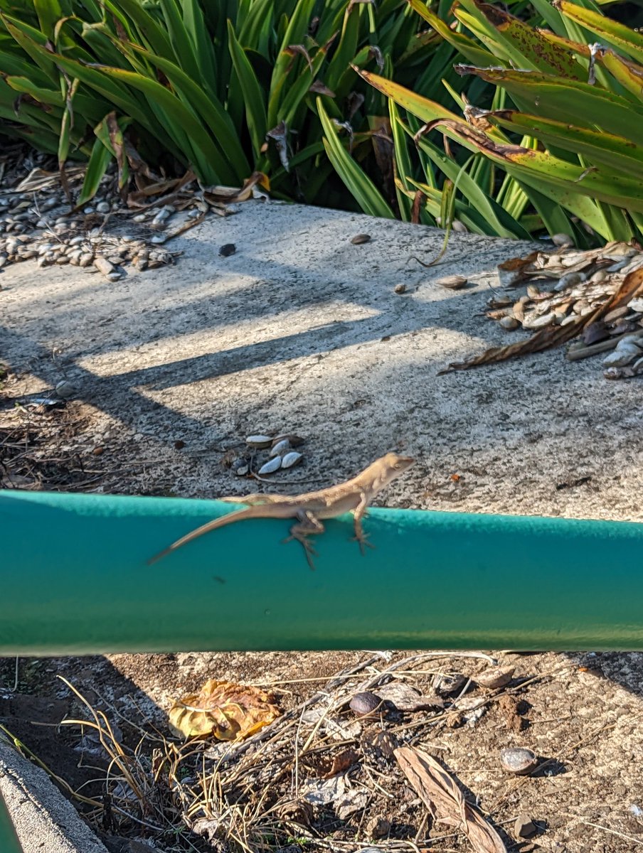 Soupivity's tweet photo. LOOK AT THIS CUTE LIL GUY JUST HANGING OUT https://t.co/H0IaNq4gVY