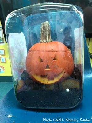 FLHSAorg's tweet photo. Great use for your jack o lantern after Halloween. 

See more: https://t.co/kLFPx8WbIl

#homeschool #homeschooling #pumpkinjack #Halloween #lifecycle #pumpkin #STEM https://t.co/69m0ao8qI6