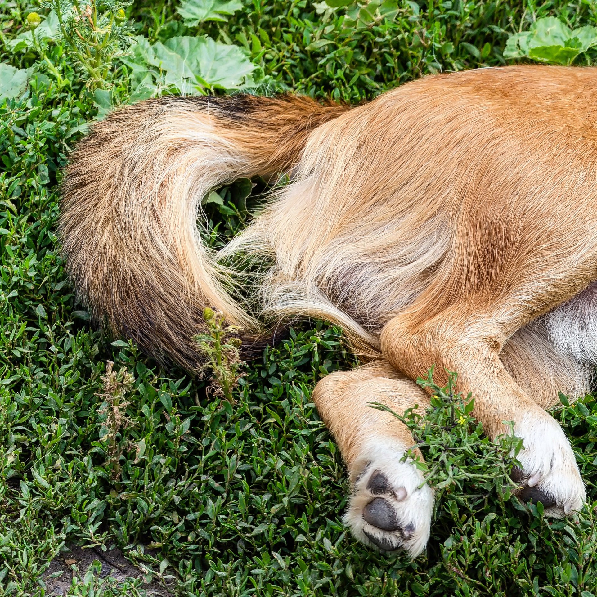 elwood-s-organic-dog-meat-on-twitter-when-you-have-livestock-you