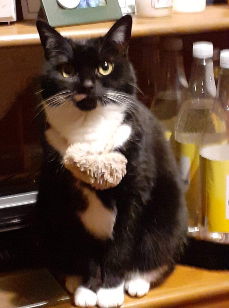 MaroonMarauder🔞 tweet media