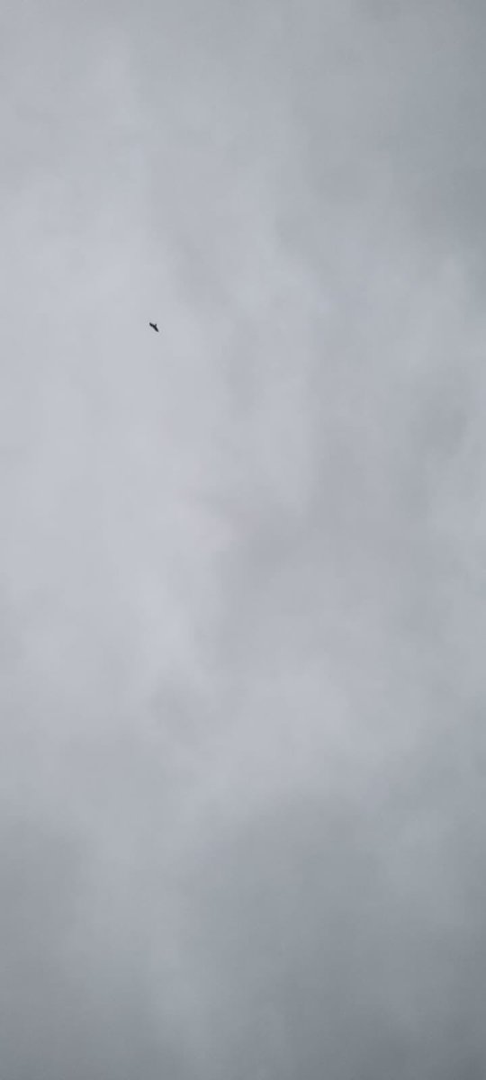 ratemybirds's tweet photo. Award winning bird photographer @StuMakey with this impeckable shot #spotthebird #ratemybirds https://t.co/951yiB6X2k