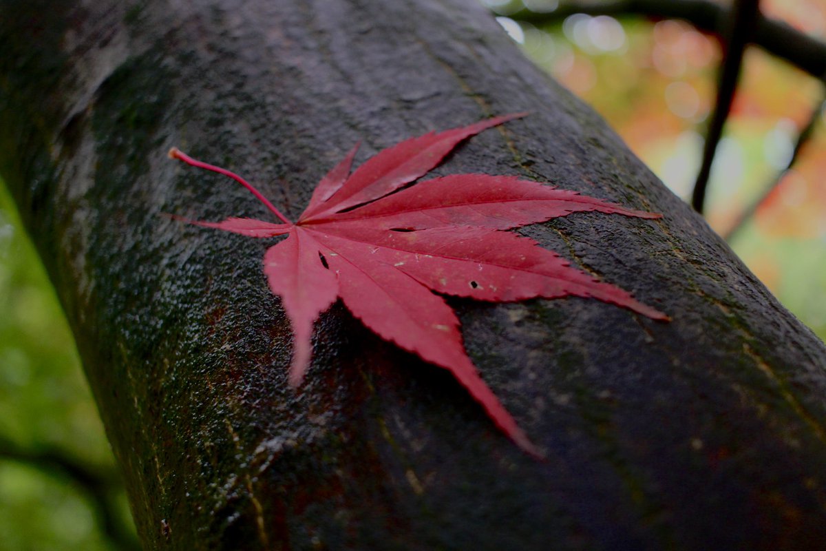 MissMLHarris's tweet photo. Taking photos of nature is so therapeutic 🫶🏻🍁 #lookingaftermywellbeing https://t.co/Ypfa0vX1Oj