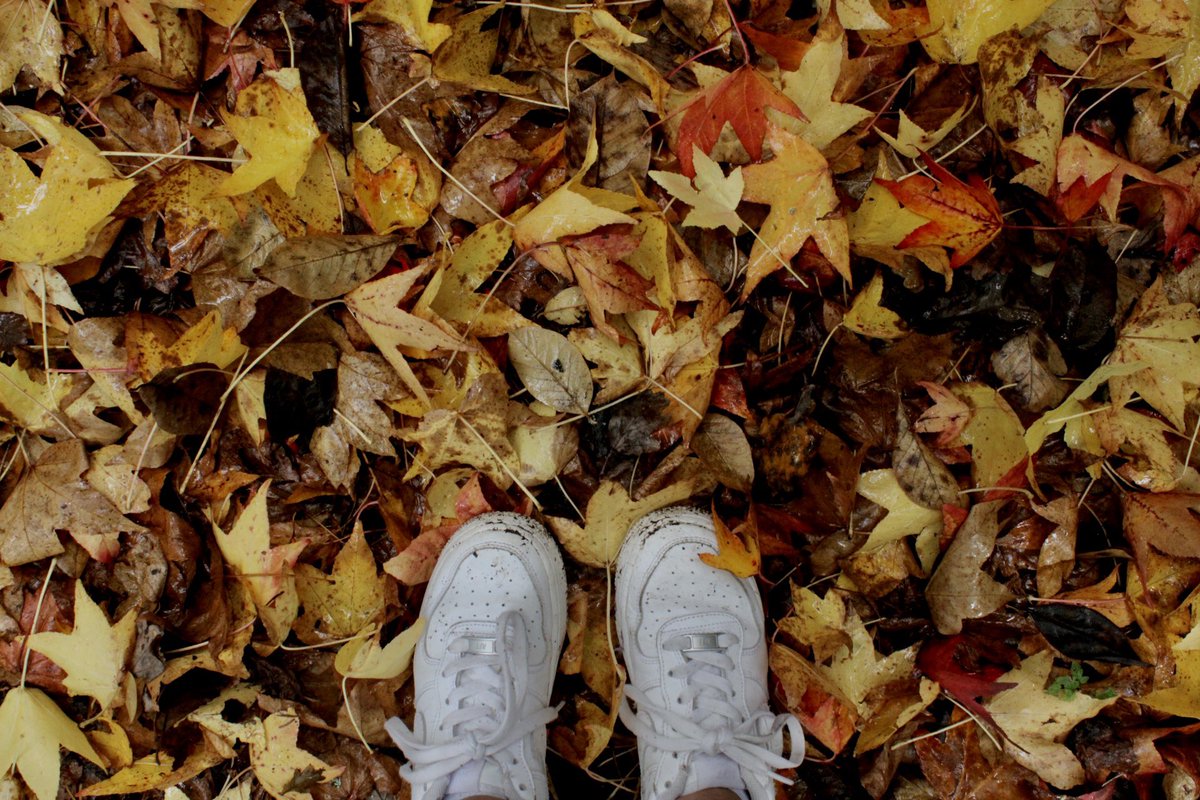 MissMLHarris's tweet photo. Taking photos of nature is so therapeutic 🫶🏻🍁 #lookingaftermywellbeing https://t.co/Ypfa0vX1Oj