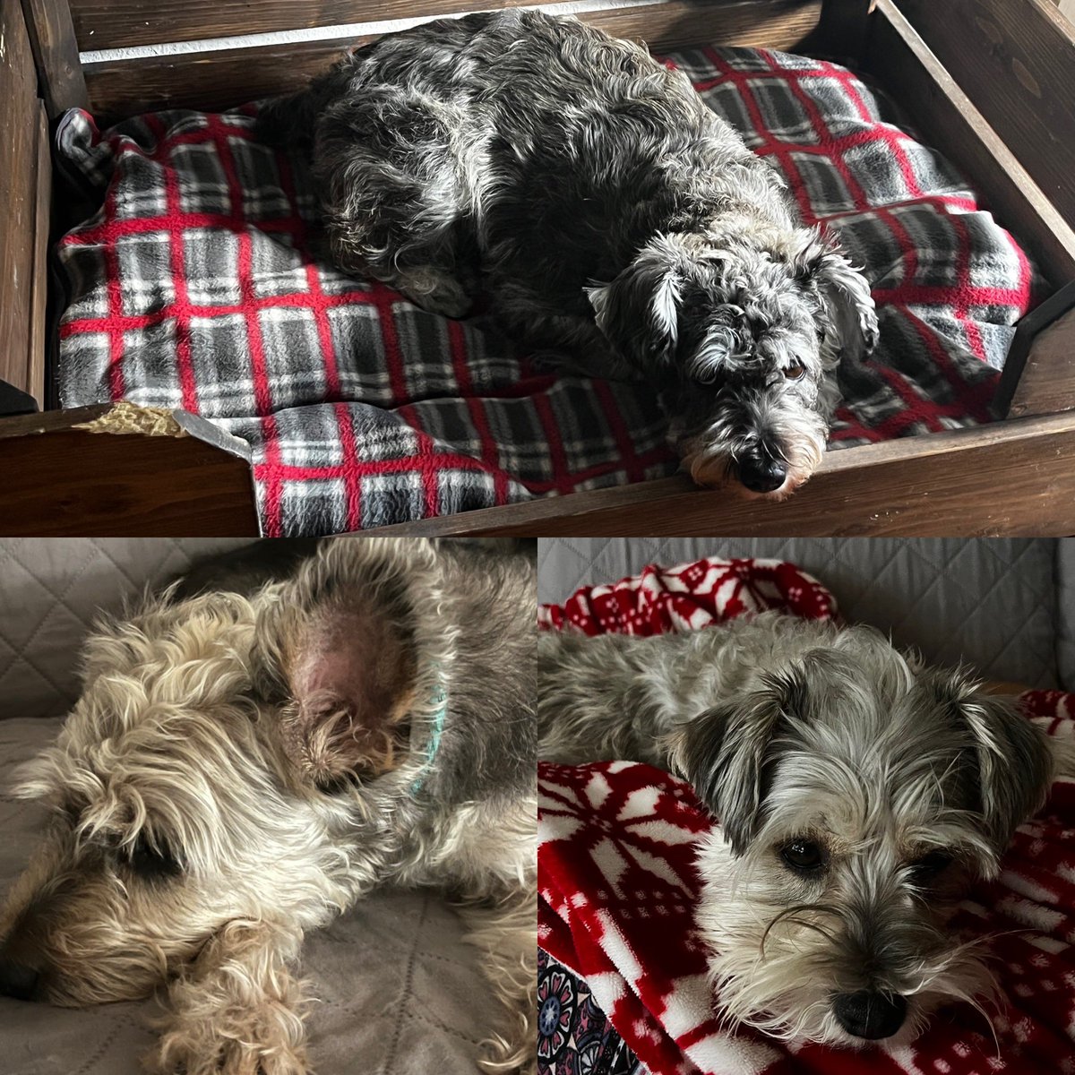 JustFans22's tweet photo. Dogs being lazy today.
Follow our dogs on IG: mydogtaco4 and chico_and_ali_los_doggos
#dogs #DogsOnTwitter #doglovers #dogsofinstagram #dogsarefamily #dogslife #DogsofTwittter #HOUDogs #DogsofHouston #DogsOfTexas https://t.co/8jZqPEtOF2