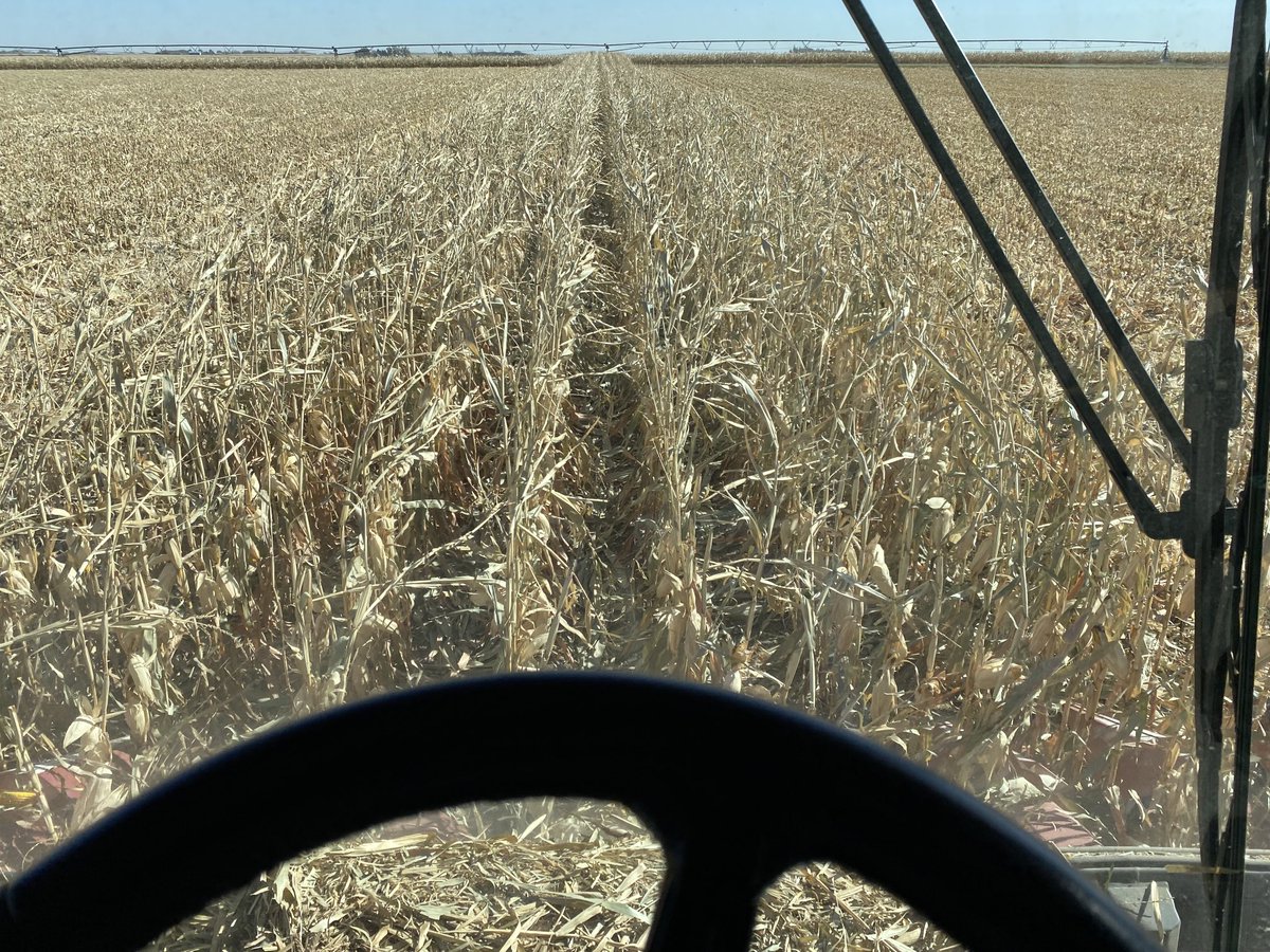 JBohuslavsky's tweet photo. 2022 was growing season full of adversity and challenges, but still a lot to be thankful for! Corn harvest is done🌽! ⁦@BrevantseedsUS⁩ ⁦@CortevaUS⁩ ⁦@Case_IH⁩ ⁦@JohnDeere⁩ https://t.co/DDae4DqwDe